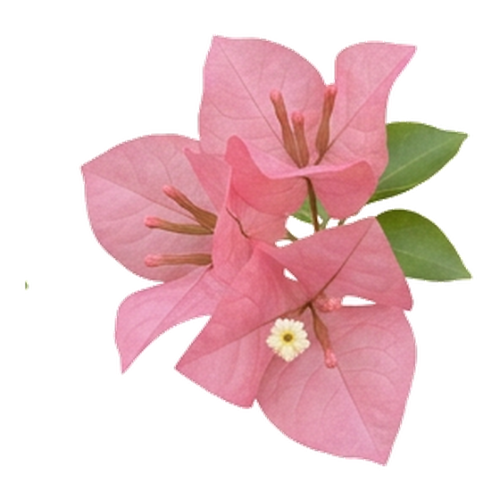 Pembe