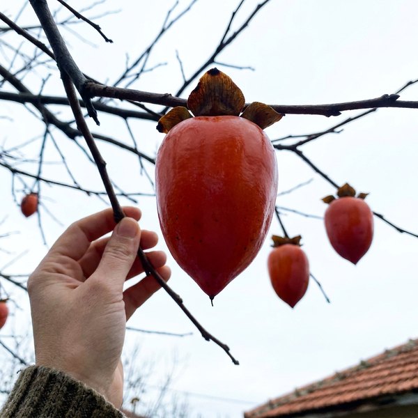 Hachiya Hurması