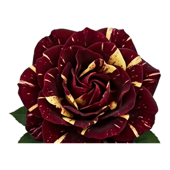 Bordo-Sarı Benekli