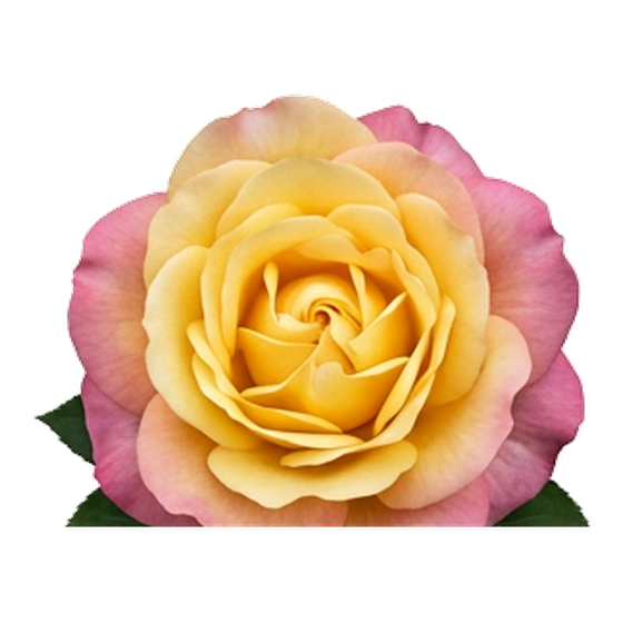 Sarı-Pembe