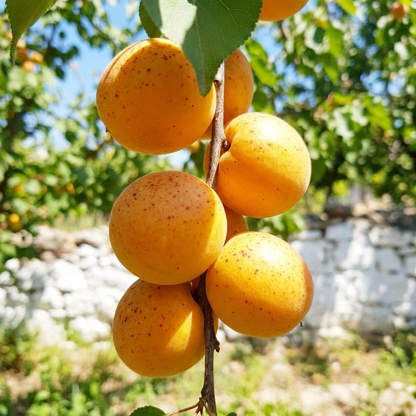 Şekerpare Kayısı