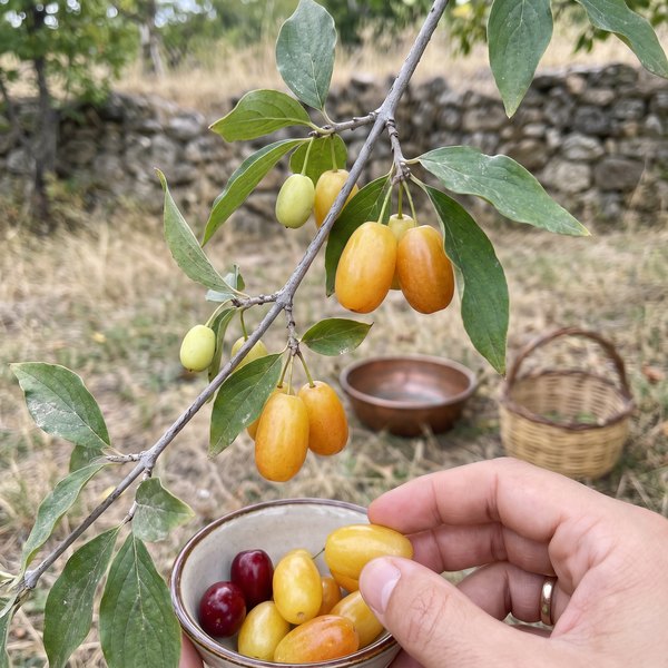 Sarı Kızılcık