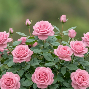 Açık Pembe