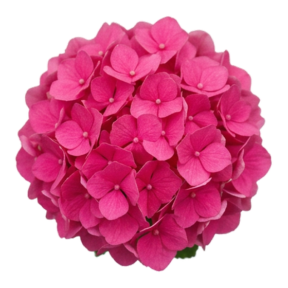 Fuşya Pembe