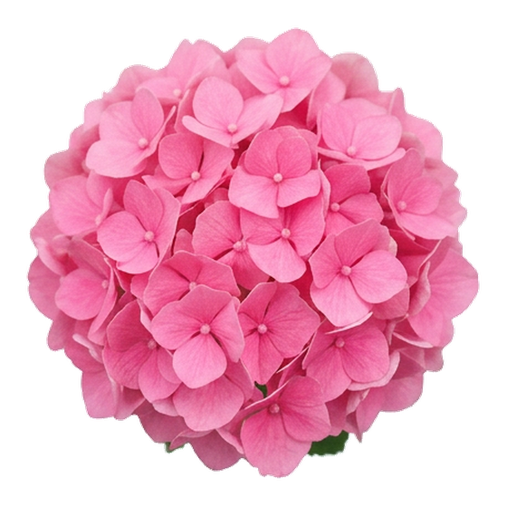 Canlı Pembe