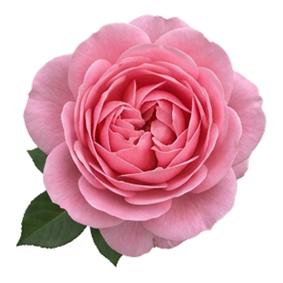 Toz Pembe