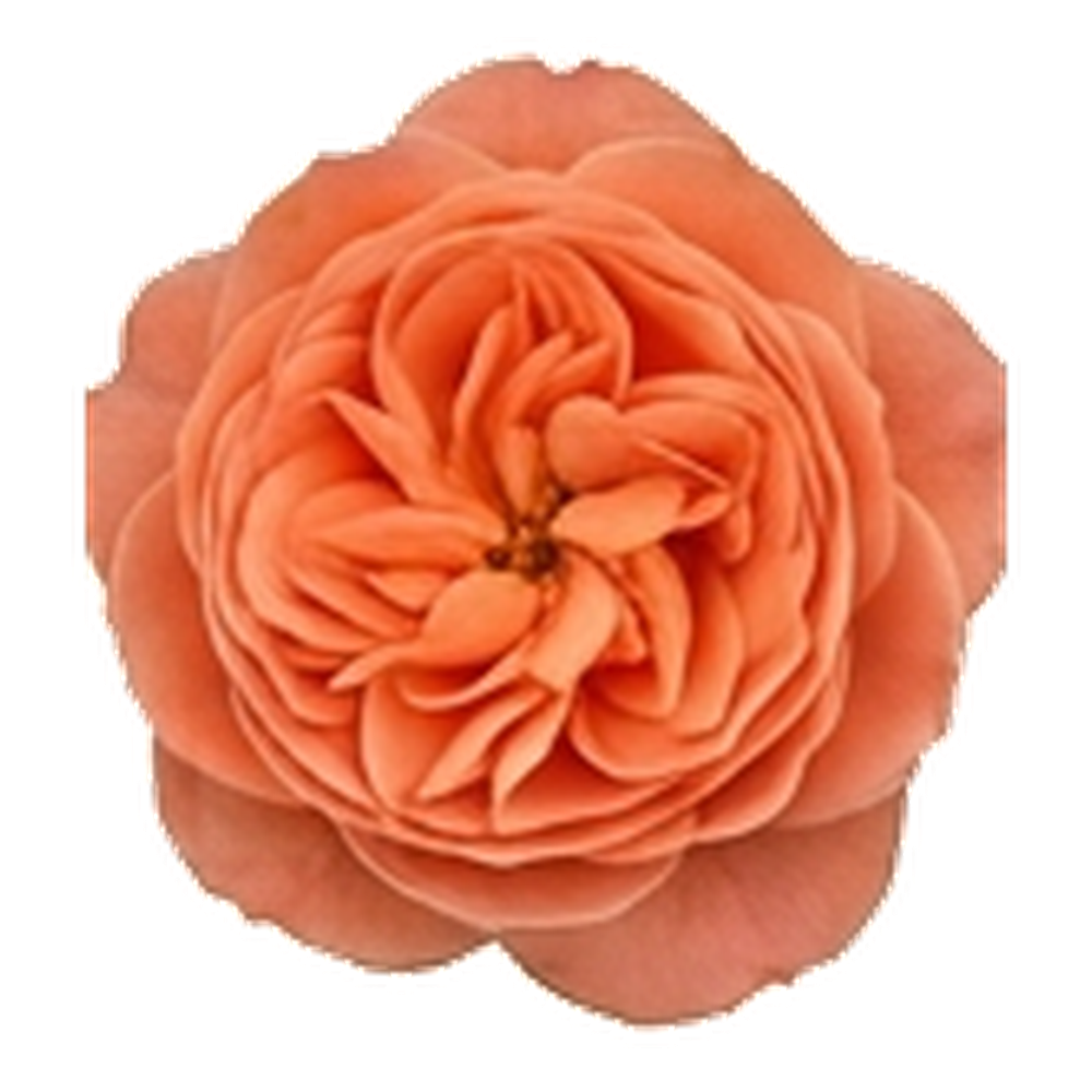 Mercan