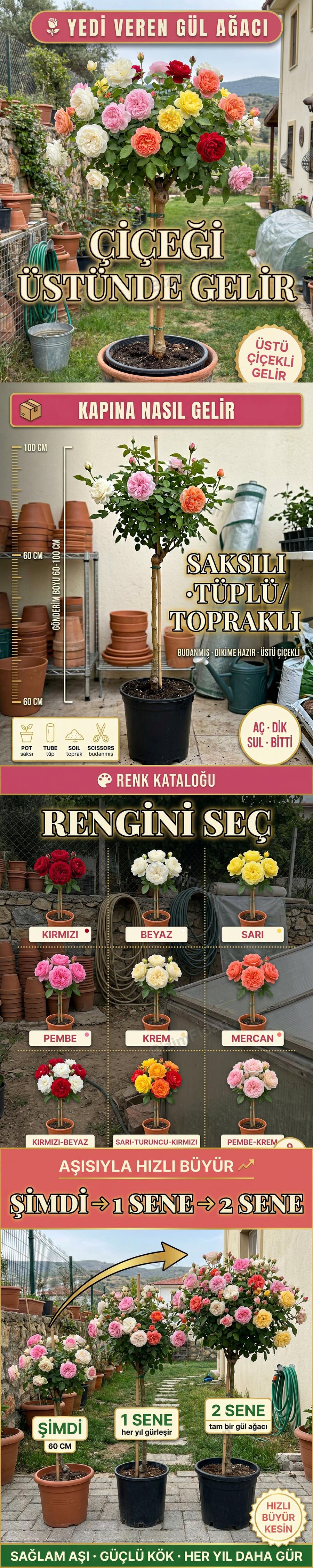 Saksılı Baston Gül Fidanı satış görseli
