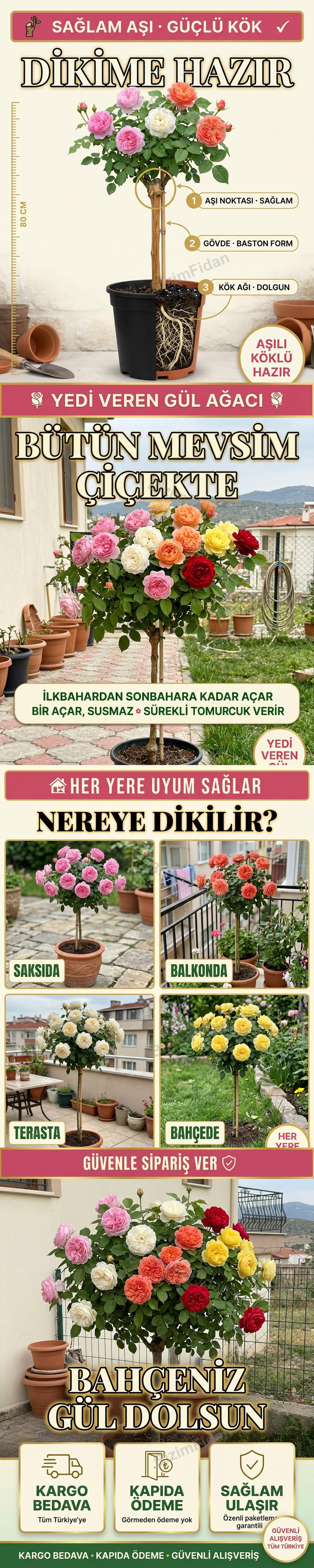 Saksılı Baston Gül Fidanı satış görseli