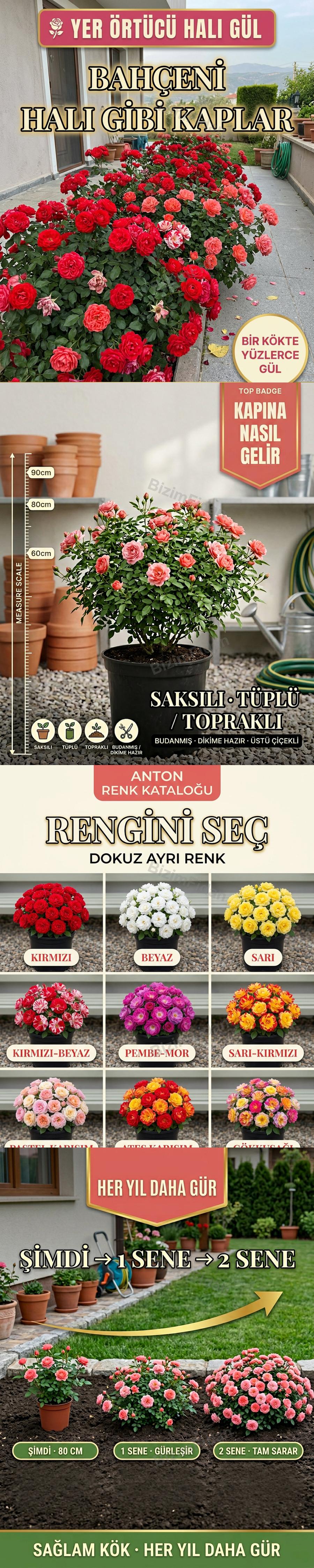 Tüplü Halı Gül Fidanı satış görseli