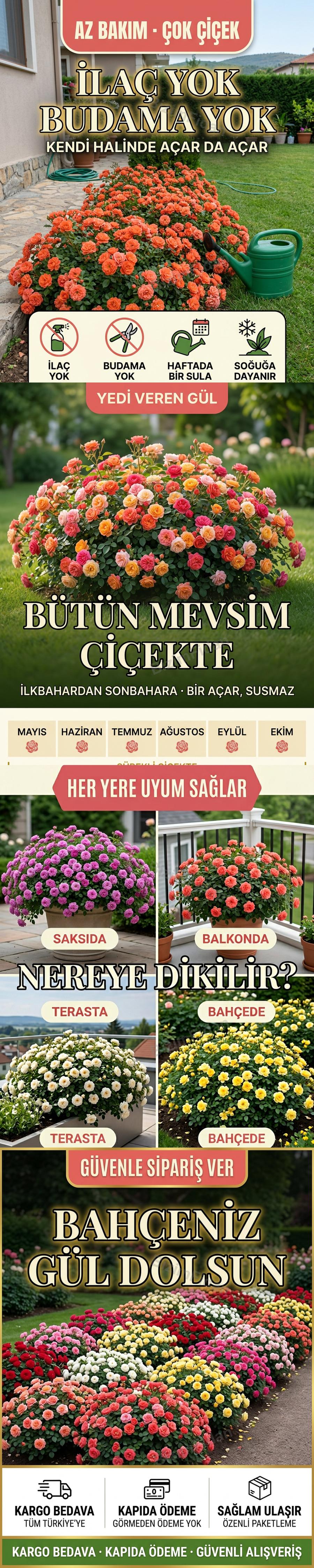 Tüplü Halı Gül Fidanı satış görseli