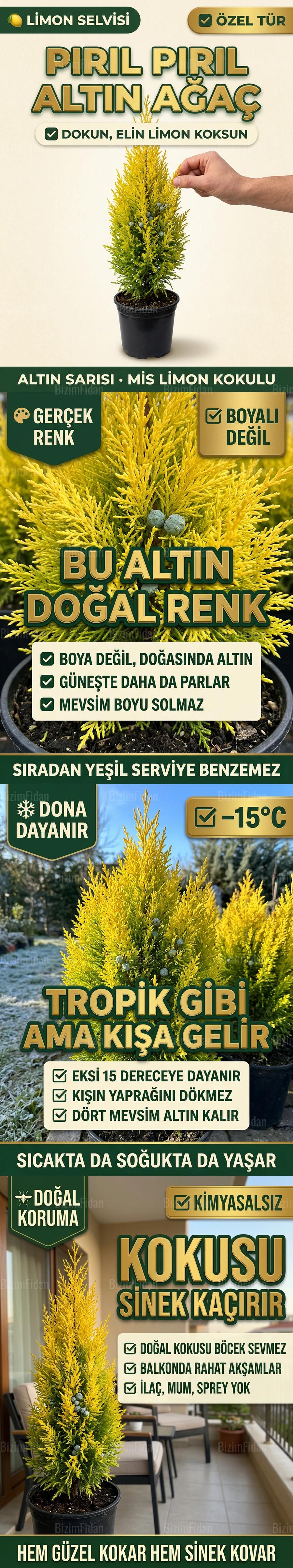 Saksılı Limon Selvisi Fidanı satış görseli