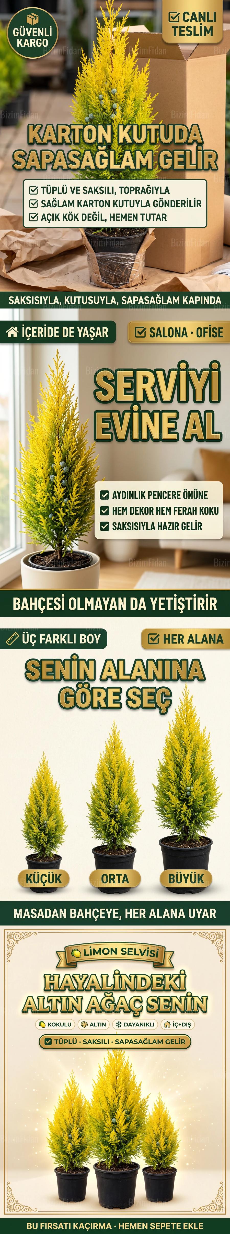 Saksılı Limon Selvisi Fidanı satış görseli