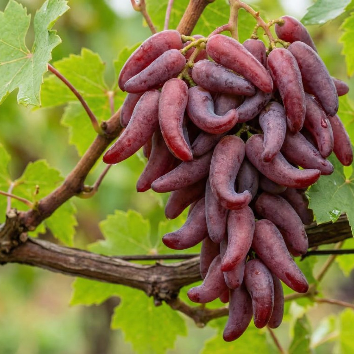 Cadı Parmağı (Keçimemesi)