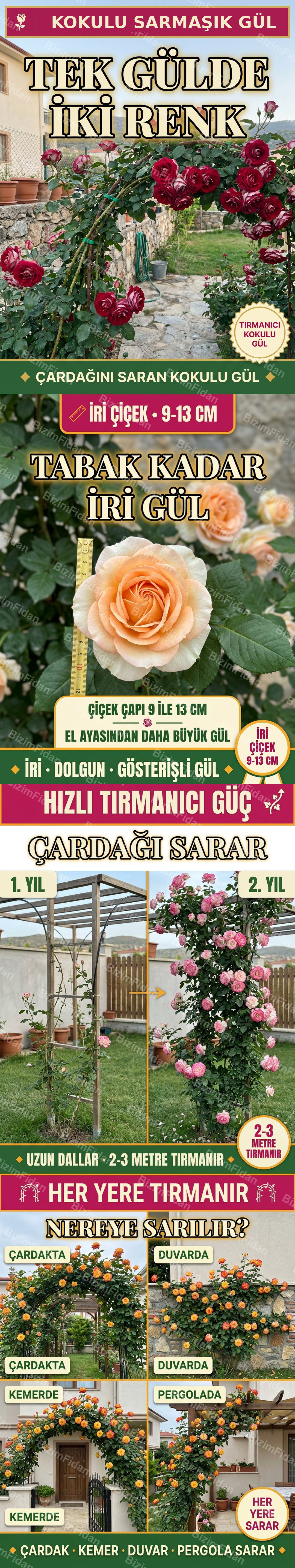 Sarmaşık Gül özellikleri